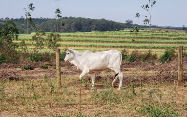 White Nelore cow walking in the pasture © Gabriela