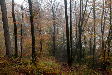 Fog covering autumn forest with colorful foliage on a misty morning