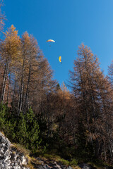 Paragliders flying over autumn larch forest in the italian dolomites