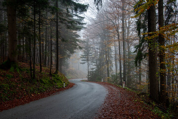 Empty mountain winding road disappearing into foggy autumn forest