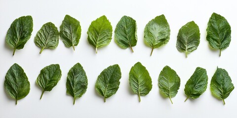 A series of green leaves arranged in a neat row on a white background.