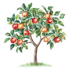 Obraz premium Java Apple Tree with Fruit – Exotic Watercolor Vector Illustration for Artistic Creations 