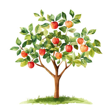 Java Apple Tree with Fruit &ndash; Exotic Watercolor Vector Illustration for Artistic Creations  
