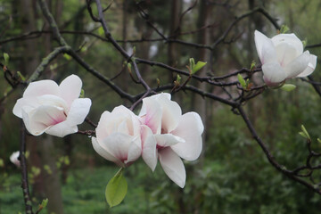 Magnolia Soulangeana with pink-white petals on tree branches in a spring garden © Vasilisa
