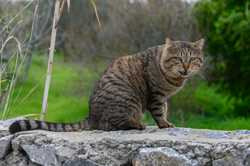 Curious tabby cat perched on a rocky ledge under a vibrant green background in the early morning light