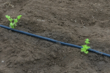 Fresh green shoots emerge from dark soil beneath a drip irrigation line in a thriving vegetable garden