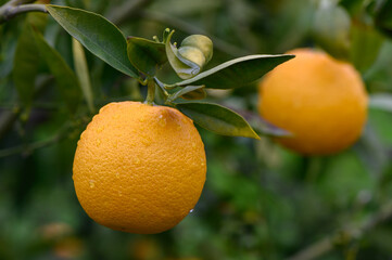 Bright oranges hanging from lush branches in a sunlit orchard during the peak of harvest season