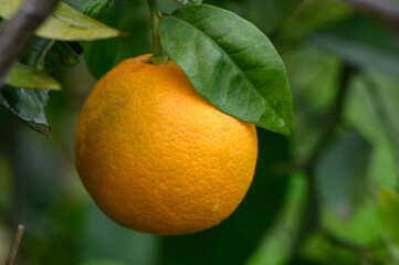 Vibrant orange hanging from a lush green tree in a serene orchard setting during a sunny day