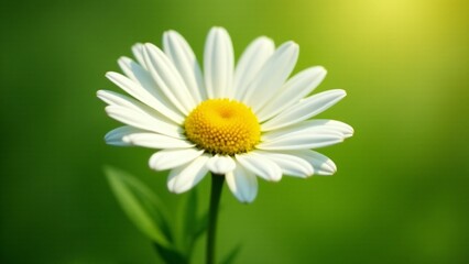 Obraz premium A pure white daisy with yellow center florets. The flower stands tall on a slender stem, glowing in sunlight against green leaves, showcasing its timeless and elegant beauty.