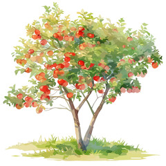 Obraz premium Kei Apple Tree with Fruit – Watercolor Illustration, Vibrant Botanical Art, Hand-painted Kei Apple Tree, Nature-inspired Watercolor Vector Design 