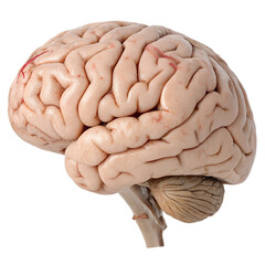 Human brain anatomy isolated on transparent background