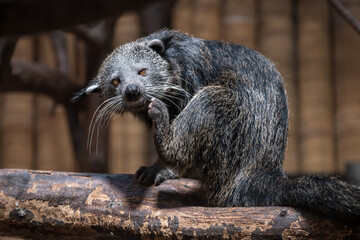 An adult binturong in captivity scratches its leg.
