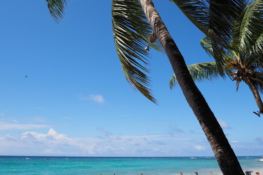In the Paradise