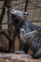 An adult binturong in captivity scratches its leg.
