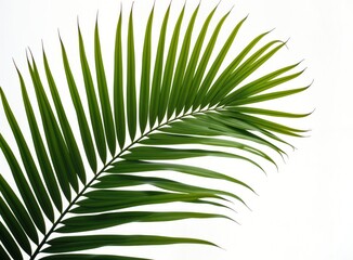 Obraz premium Vibrant green palm leaf against white background. Tropical foliage. Exotic nature element. Isolated design element. Ideal for summer, holiday, tropical themes. Beautiful natural detail. Growth, life