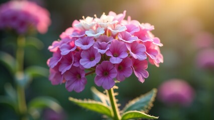 Fototapeta premium A vibrant verbena flower with small, ruffled petals in pink, purple, and white clusters. The flower’s lively colors glow in soft sunlight, creating a cheerful and textured floral display.