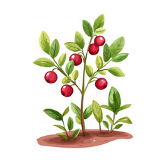 Lingonberry Plant with Fruit &ndash; Delicate Watercolor Vector Illustration for Artistic Creations  
