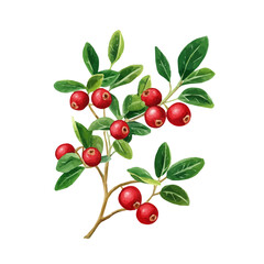 Lingonberry Plant with Fruit – Delicate Watercolor Vector Illustration for Artistic Creations  
