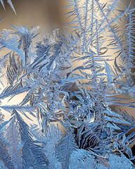 Ice flowers on window