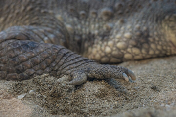 Detail of the claw of a crocodile lying in the sand on the front leg.
