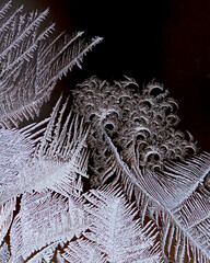 Ice flowers on window