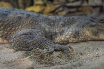 Detail of the claw of a crocodile lying in the sand on the front leg.
