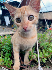 Gato 
