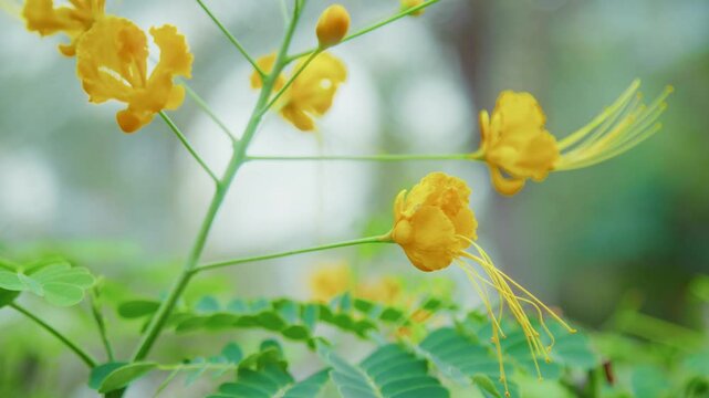 Yellow flowers