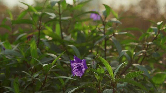 purple flowers