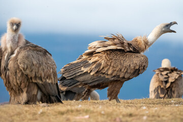 Griffon vulture (Gyps fulvus) photographed in Spain