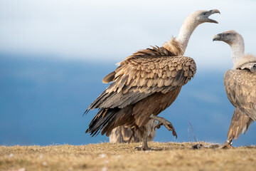 Griffon vulture (Gyps fulvus) photographed in Spain