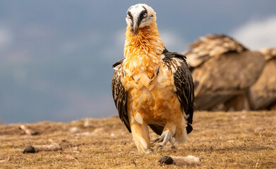 Bearded vulture (Gypaetus barbatus) photographed in Spain