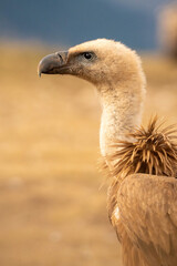 Griffon vulture (Gyps fulvus) photographed in Spain