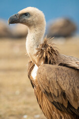 Griffon vulture (Gyps fulvus) photographed in Spain