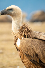 Griffon vulture (Gyps fulvus) photographed in Spain