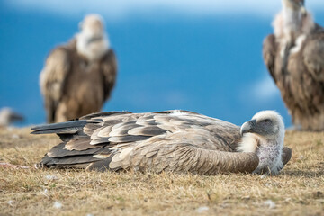 Griffon vulture (Gyps fulvus) photographed in Spain