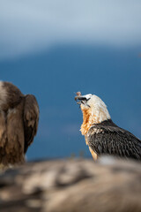 Bearded Vulture (Gypaetus barbatus) photographed in Spain