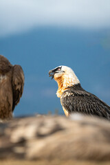 Bearded Vulture (Gypaetus barbatus) photographed in Spain