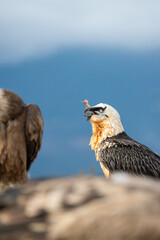 Bearded Vulture (Gypaetus barbatus) photographed in Spain