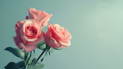 Obraz premium Elegant pink roses with dew drops against soft green background, symbolizing love and freshness, close-up shot.