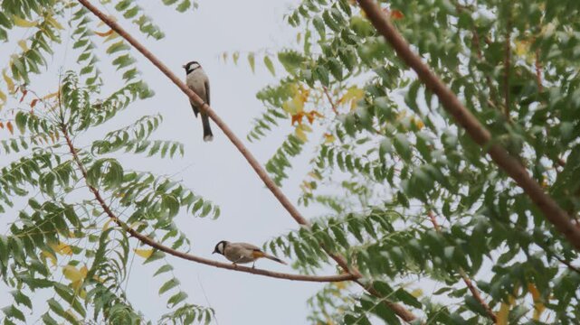 Tiny birds on a tree