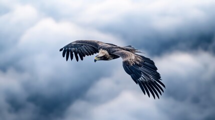 Obraz premium Majestic eagle soaring through cloudy skies, displaying powerful wings in flight during a serene morning