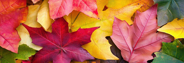Fall season foliage close-up for background