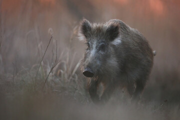 Dzik euroazjatycki, dzik, (Sus scrofa) © Bartosz Rakoczy