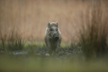Dzik euroazjatycki, dzik, (Sus scrofa) © Bartosz Rakoczy