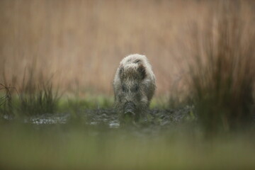 Dzik euroazjatycki, dzik, (Sus scrofa) © Bartosz Rakoczy
