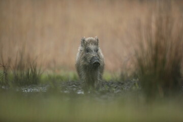 Dzik euroazjatycki, dzik, (Sus scrofa) © Bartosz Rakoczy
