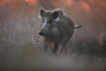 Dzik euroazjatycki, dzik, (Sus scrofa) © Bartosz Rakoczy