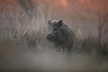 Dzik euroazjatycki, dzik, (Sus scrofa) © Bartosz Rakoczy