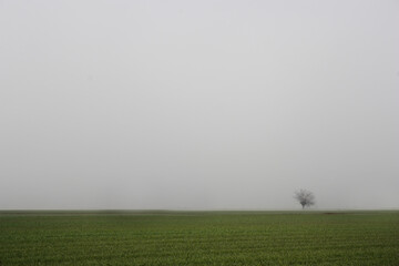 Nebbia in Pianura Padana - Lobbi - Alessandria - Piemonte - Italia